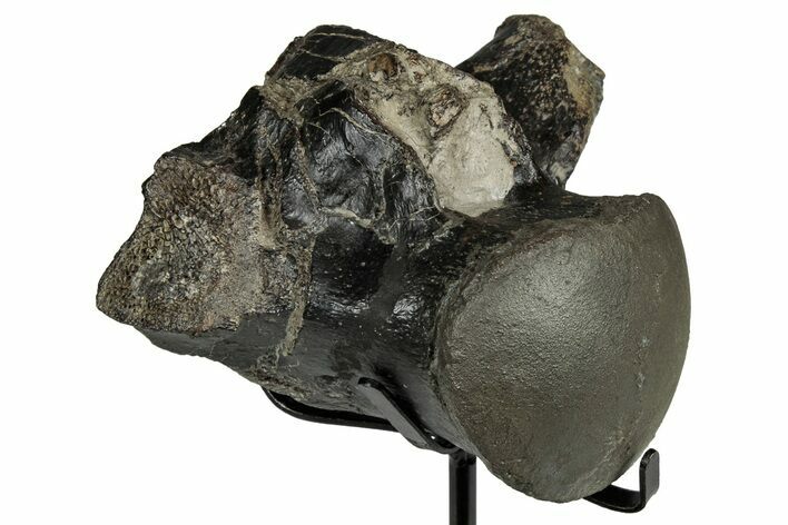 Fossil Mosasaur (Clidastes?) Vertebra w/ Metal Stand - Texas #335031